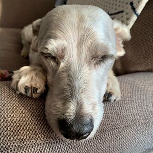 Meet your Posher, Travis